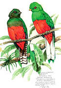 Crested Quetzal