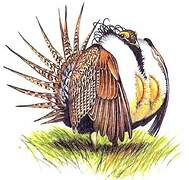 Sage Grouse