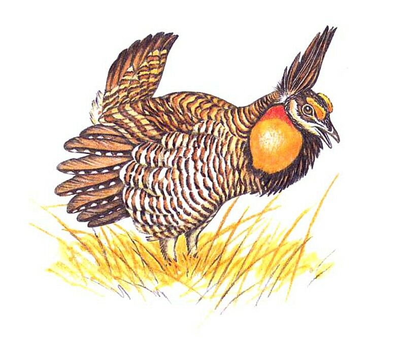 Greater Prairie Chicken, identification