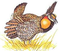 Greater Prairie Chicken