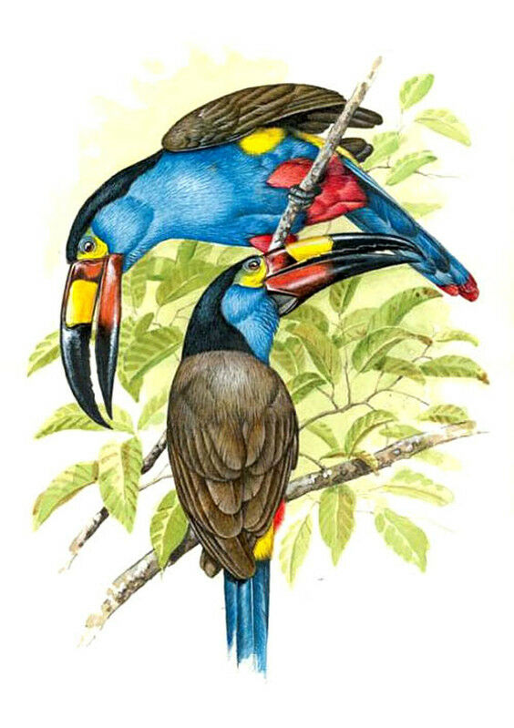 Plate-billed Mountain Toucan