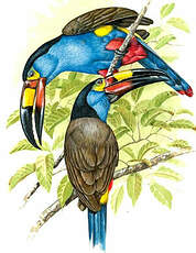 Toucan montagnard