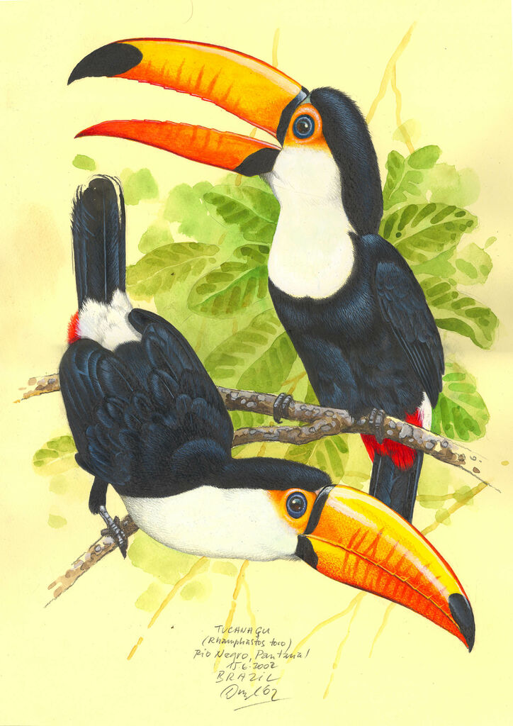 Toco Toucan