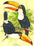 Toco Toucan