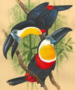 Channel-billed Toucan