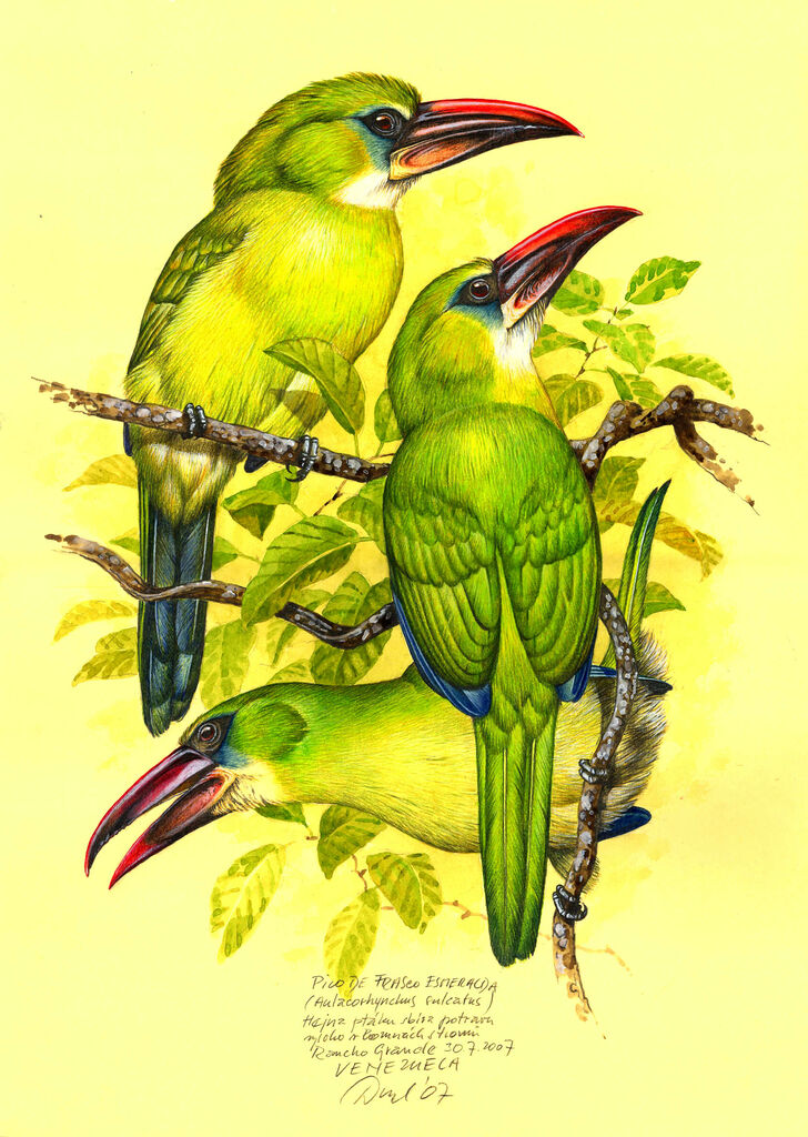 Groove-billed Toucanet