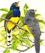 Green-backed Trogon