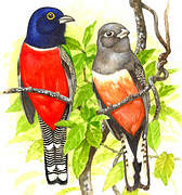 Blue-crowned Trogon