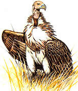 Lappet-faced Vulture