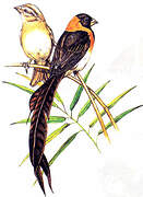 Broad-tailed Paradise Whydah