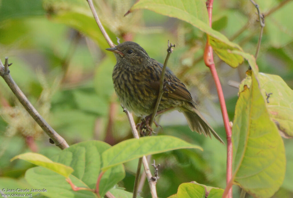 Dunnockjuvenile