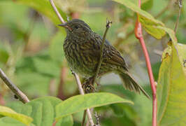 Dunnock