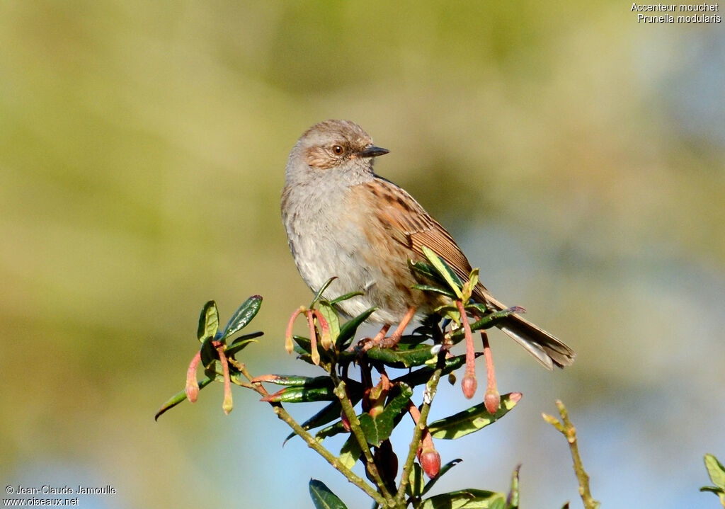 Dunnockadult