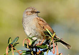 Dunnock