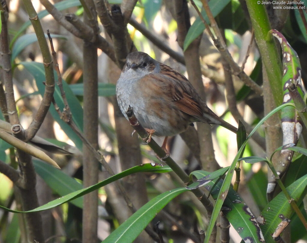 Dunnock