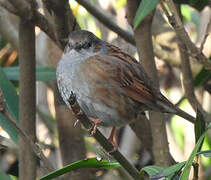 Dunnock