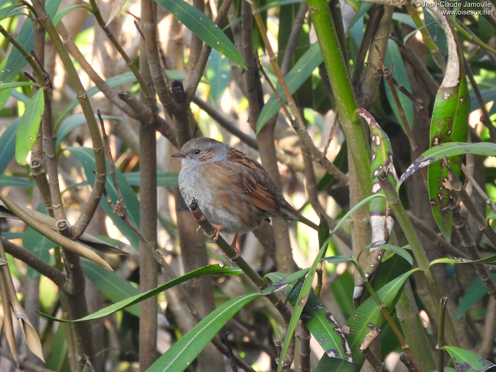 Dunnock