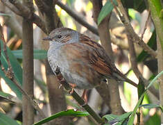 Dunnock