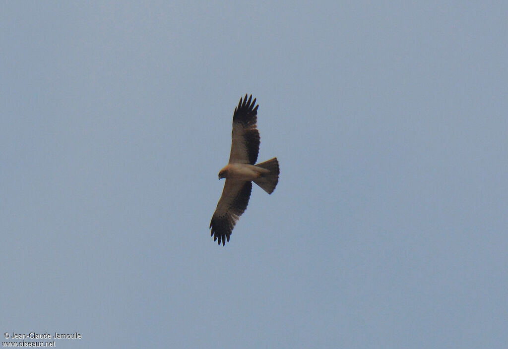 Booted Eagle, Flight