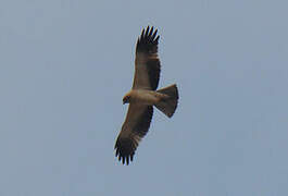 Booted Eagle