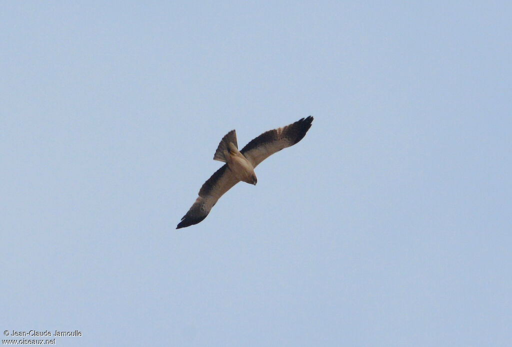 Booted Eagle, Flight