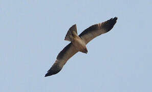 Booted Eagle