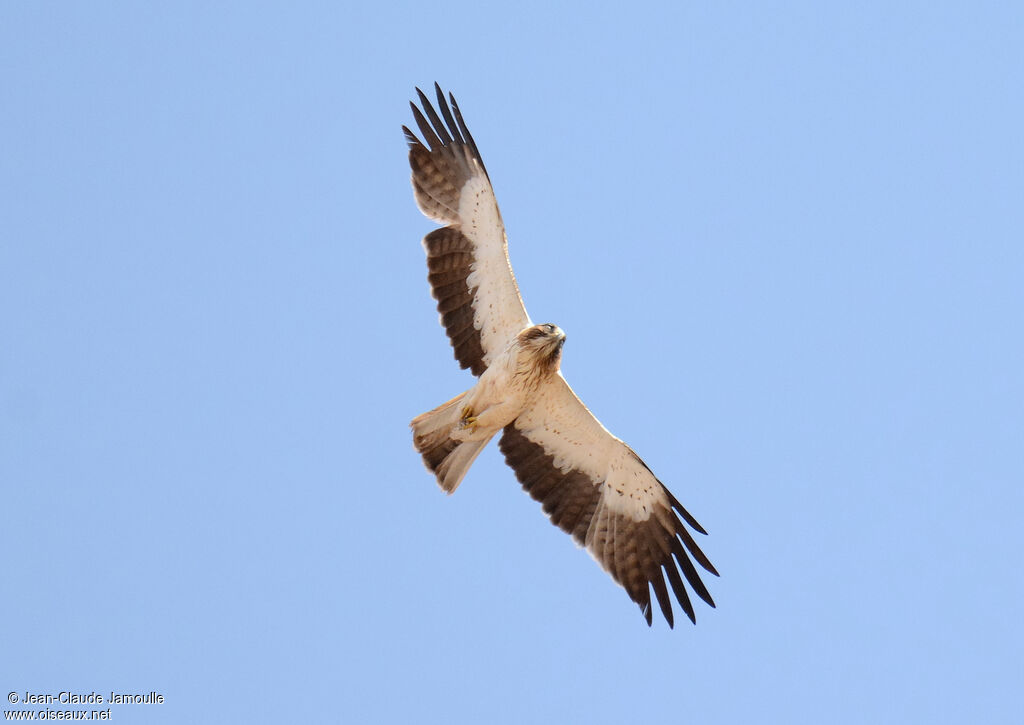 Booted Eagle