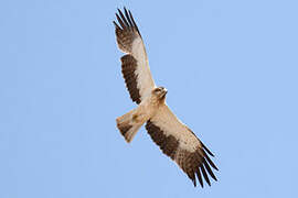 Booted Eagle