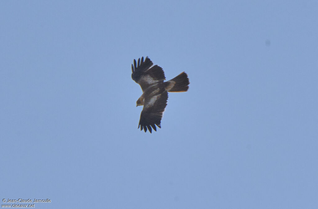 Booted Eagle