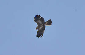 Booted Eagle