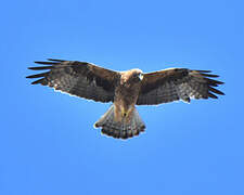 Booted Eagle