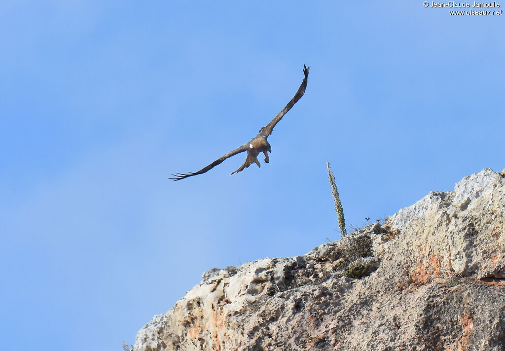 Booted Eagle