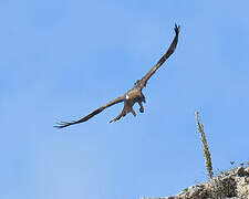 Booted Eagle