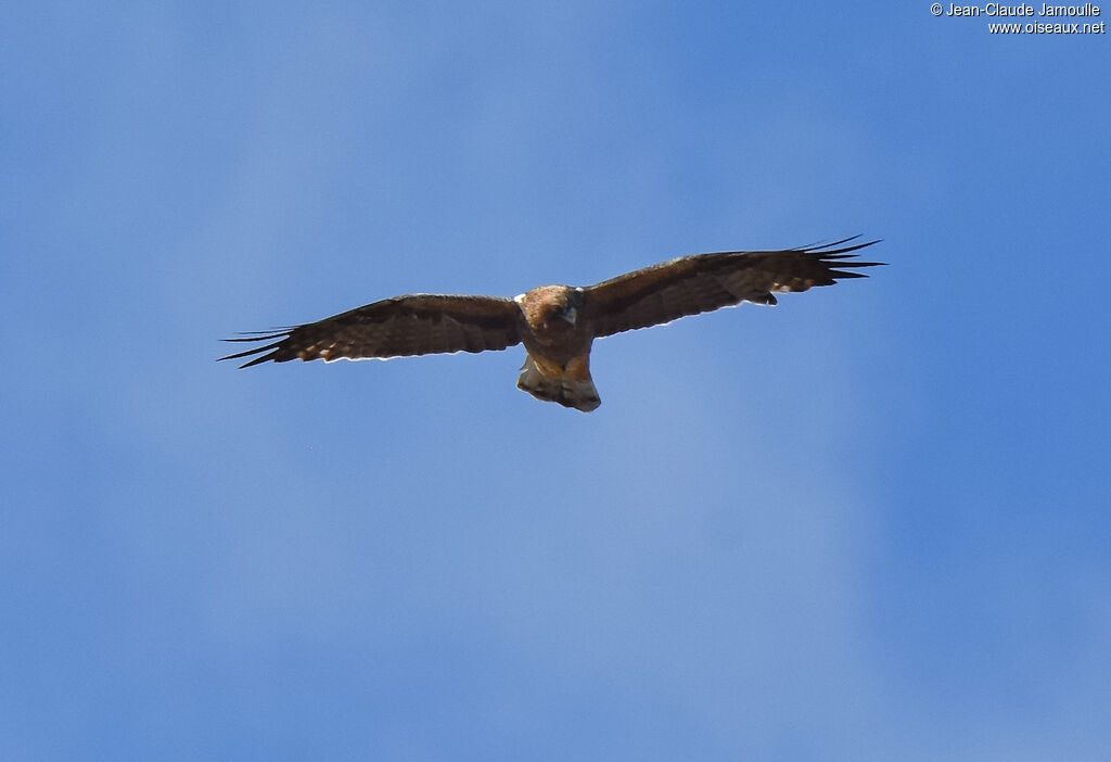 Booted Eagle