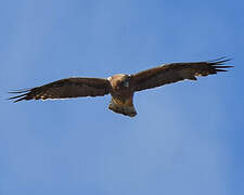 Booted Eagle