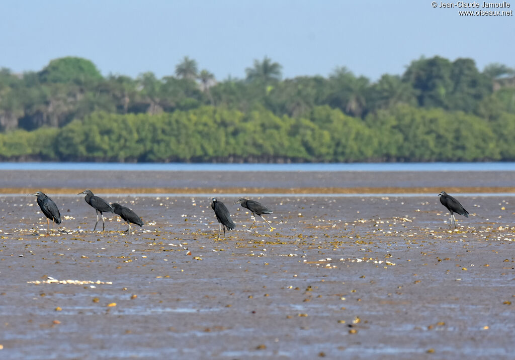 Black Heron