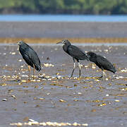 Aigrette ardoisée