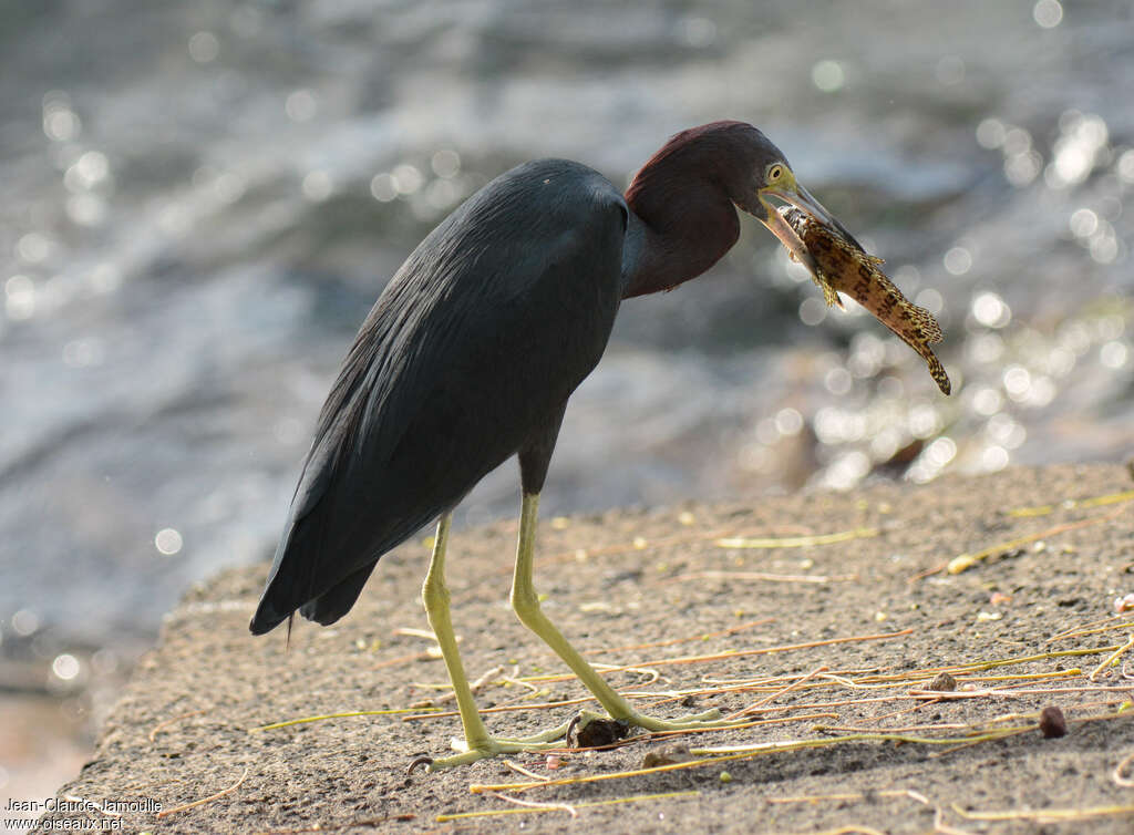 Little Blue Heron