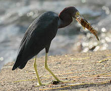 Little Blue Heron