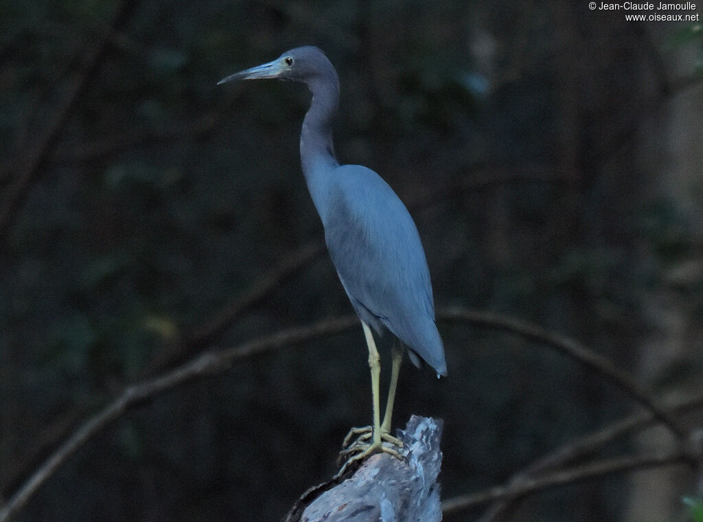 Little Blue Heron