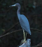 Aigrette bleue