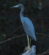 Aigrette bleue