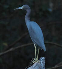 Aigrette bleue