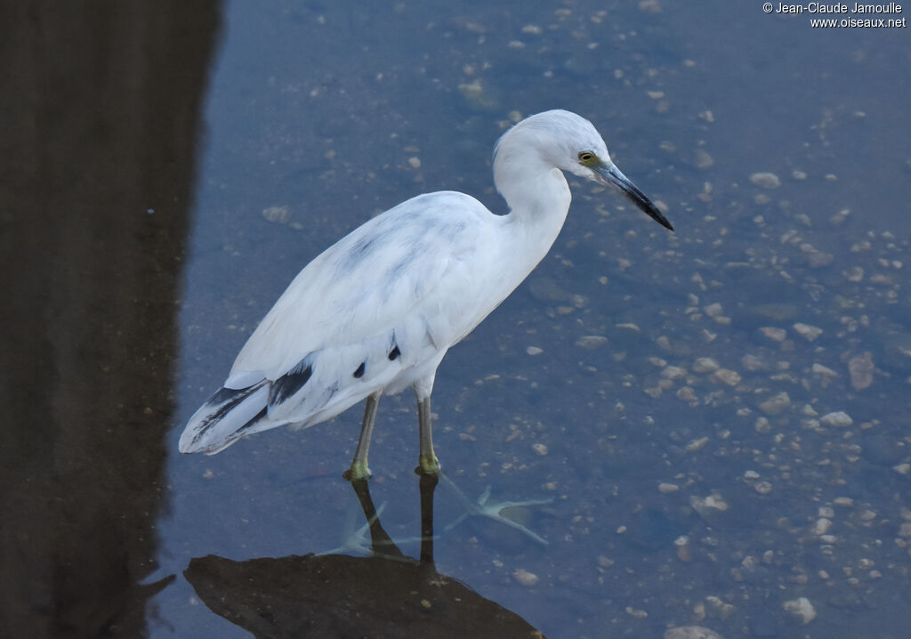 Aigrette bleue