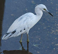 Aigrette bleue