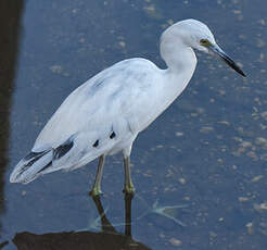 Aigrette bleue