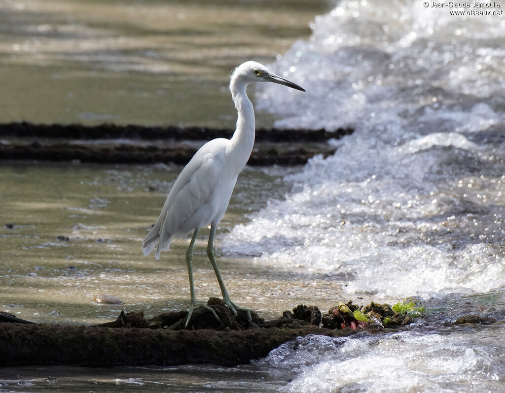 Aigrette bleue