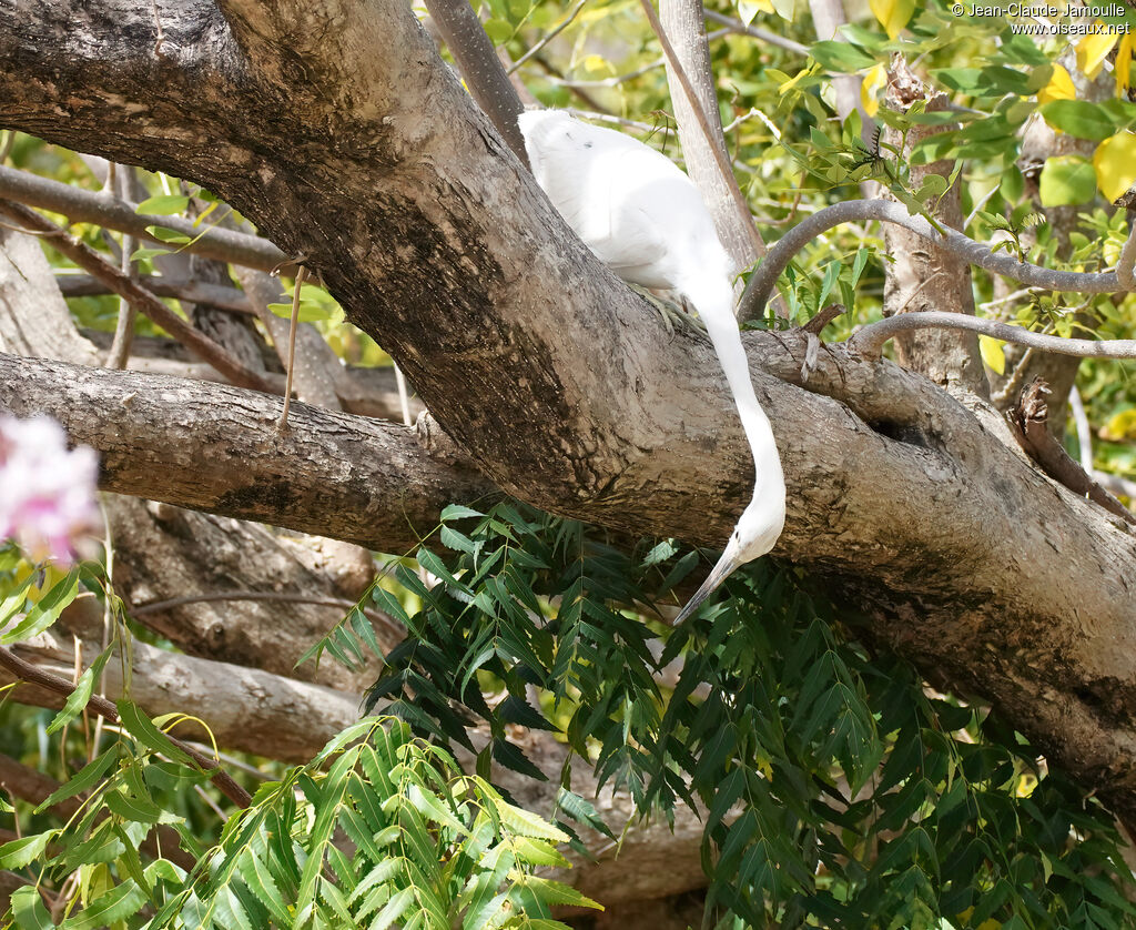 Aigrette bleue