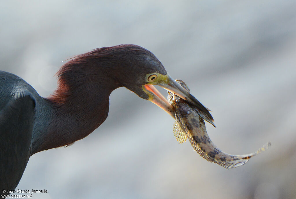 Little Blue Heron, feeding habits