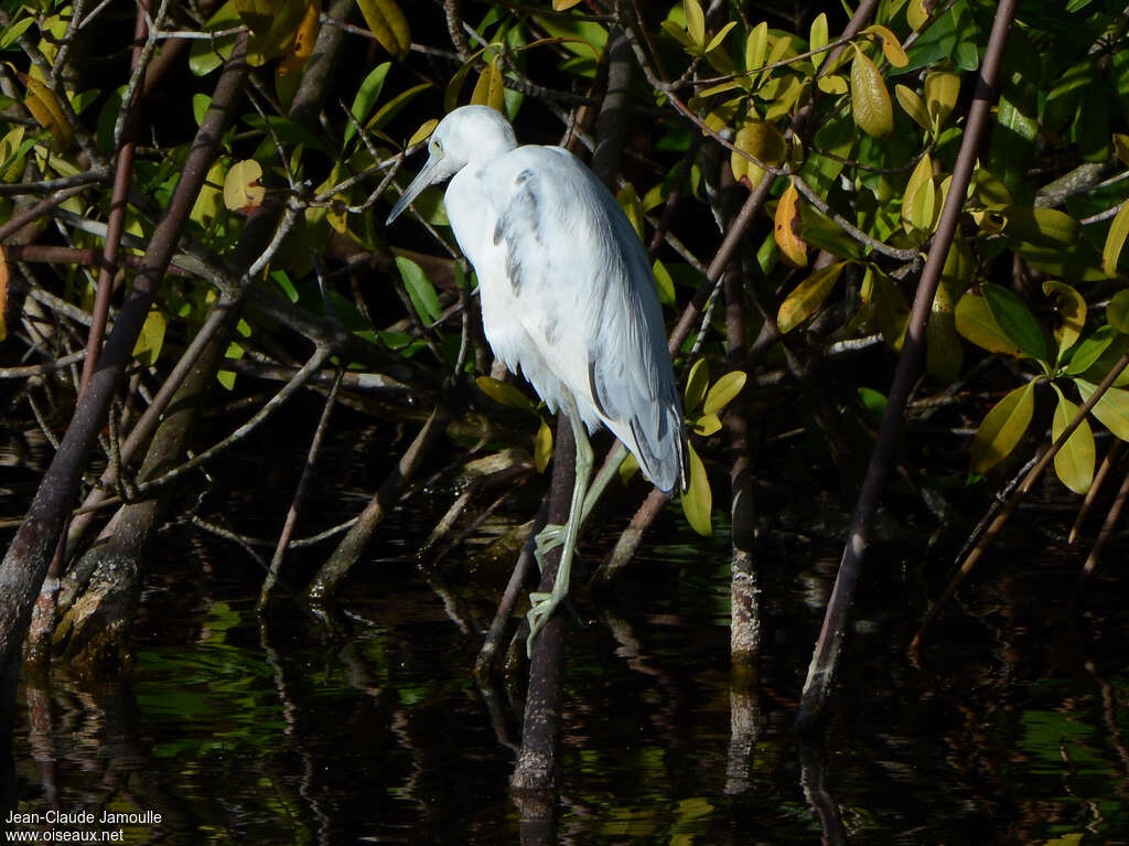 Aigrette bleueimmature, habitat, pigmentation, pêche/chasse